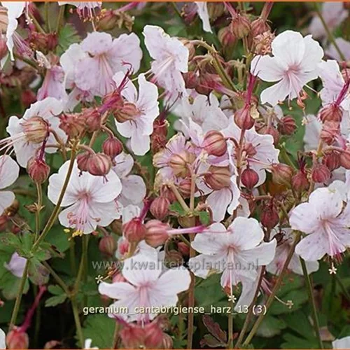 Geranium x cantabrigiense 'Harz'