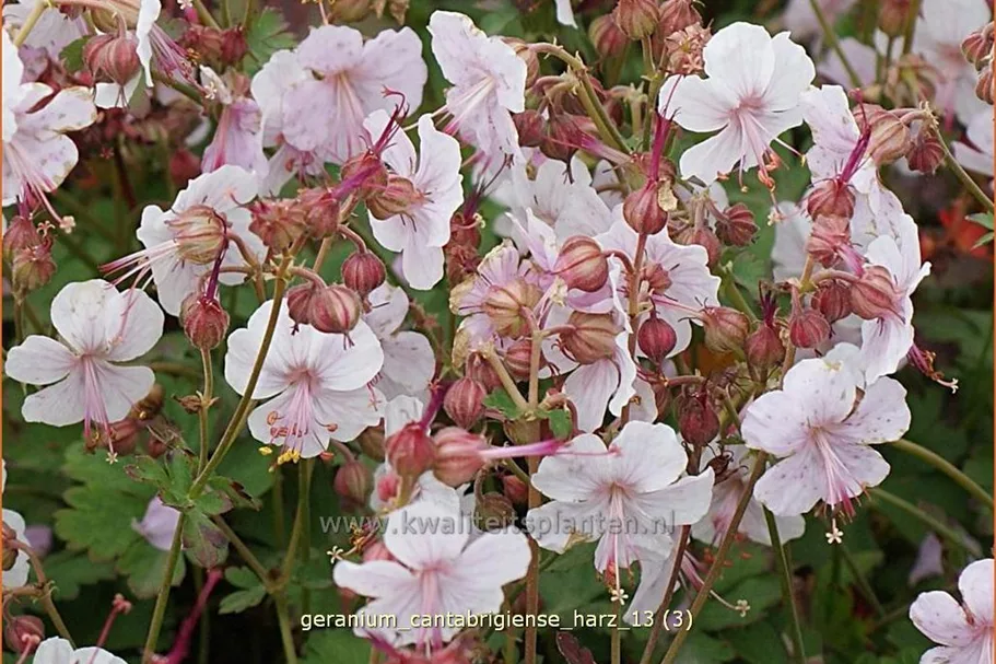Geranium x cantabrigiense 'Harz'