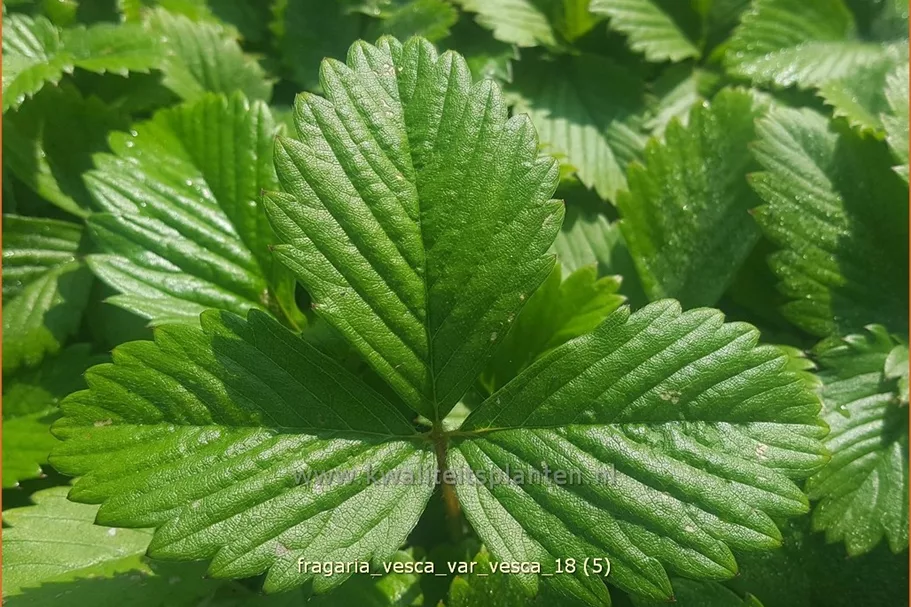Fragaria vesca var. vesca
