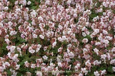 Geranium x cantabrigiense 'Harz'