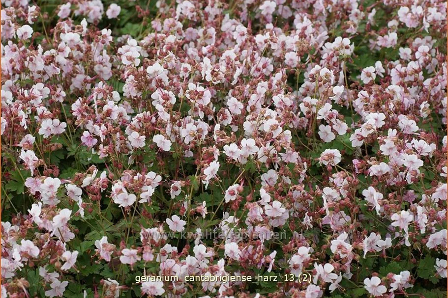 Geranium x cantabrigiense 'Harz'