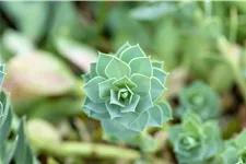 Euphorbia myrsinites