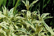 Eupatorium fortunei 'Capri'