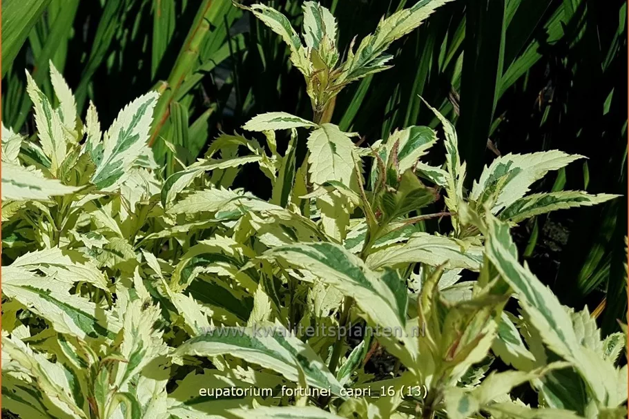 Eupatorium fortunei 'Capri'