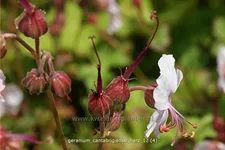 Geranium x cantabrigiense 'Harz'