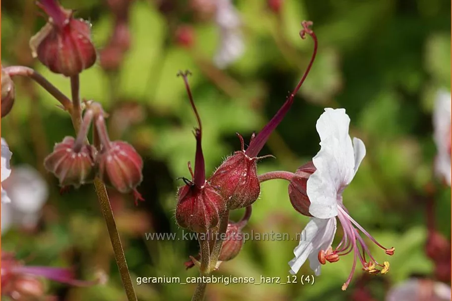 Geranium x cantabrigiense 'Harz'