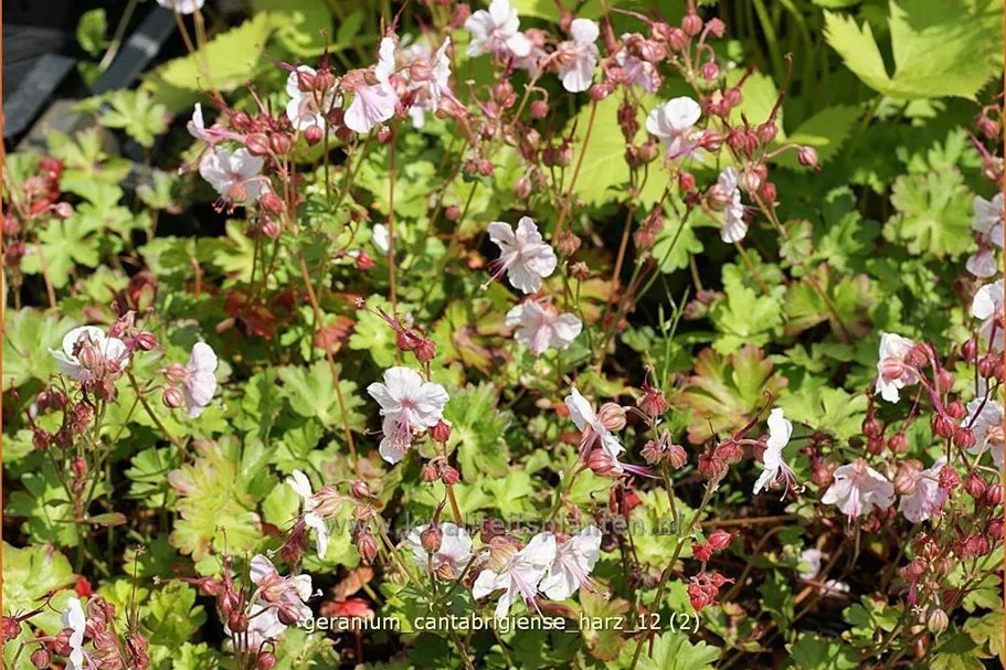 Geranium x cantabrigiense 'Harz'