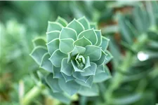 Euphorbia myrsinites