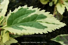 Eupatorium fortunei 'Capri'