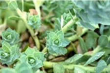 Euphorbia myrsinites