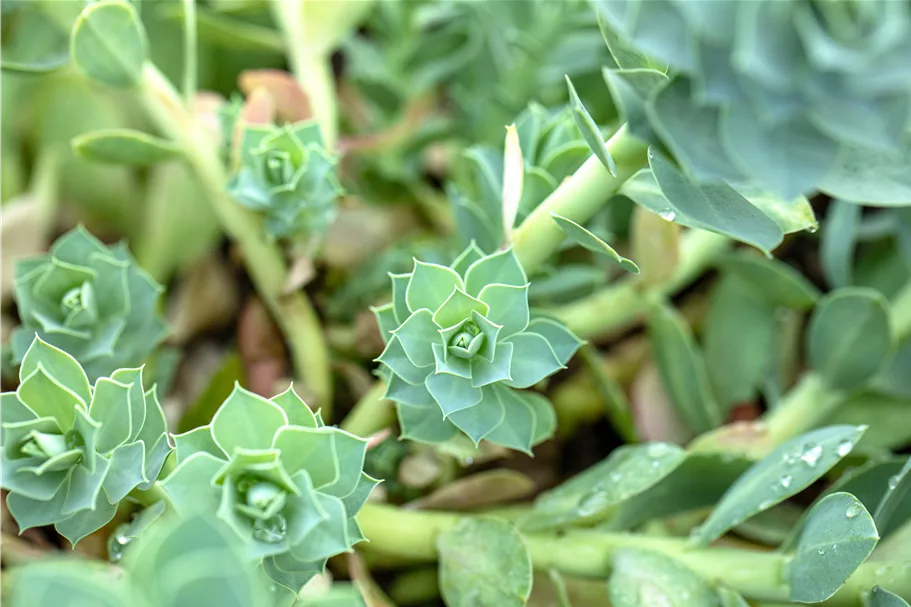 Euphorbia myrsinites