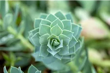 Euphorbia myrsinites