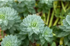 Euphorbia myrsinites