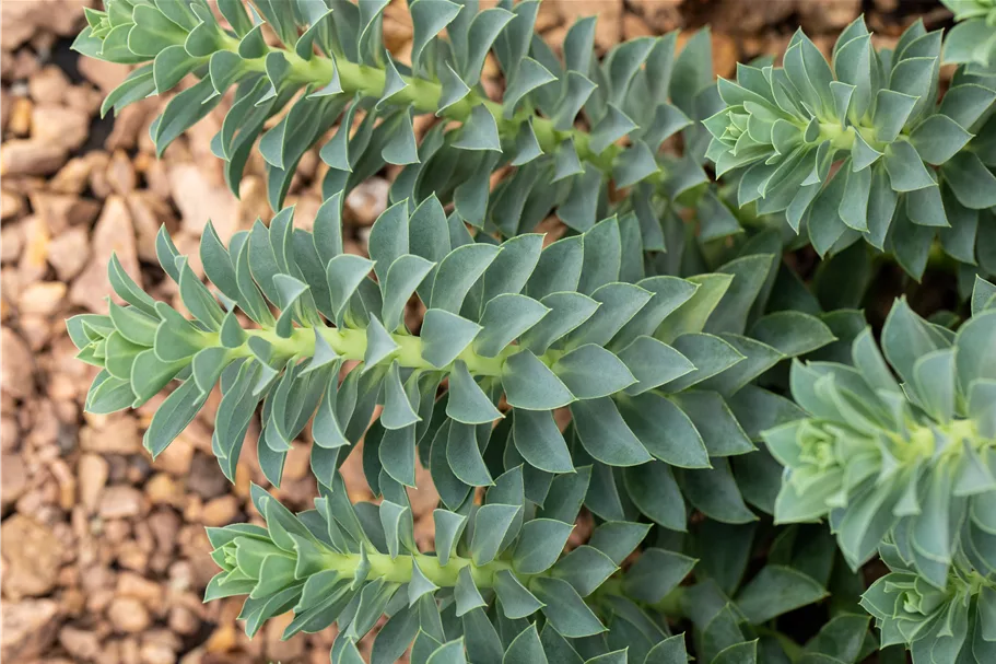 Euphorbia myrsinites