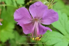 Geranium x cantabrigiense 'Karmina'