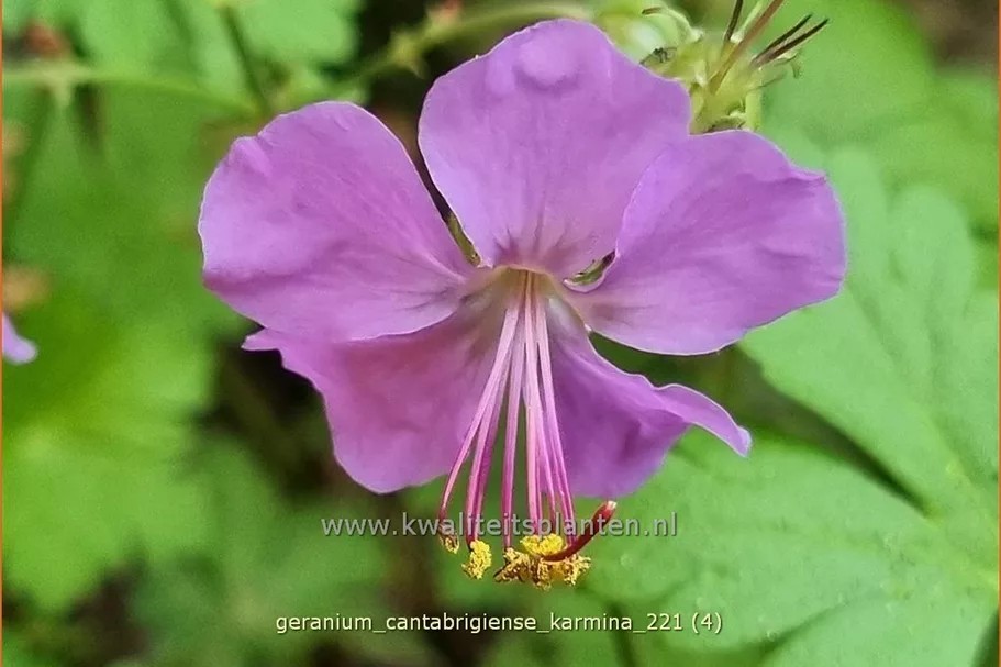 Geranium x cantabrigiense 'Karmina'