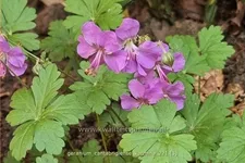 Geranium x cantabrigiense 'Karmina'