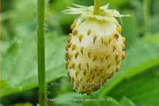 Fragaria vesca 'Yellow Wonder'