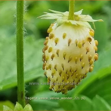 Fragaria vesca 'Yellow Wonder'