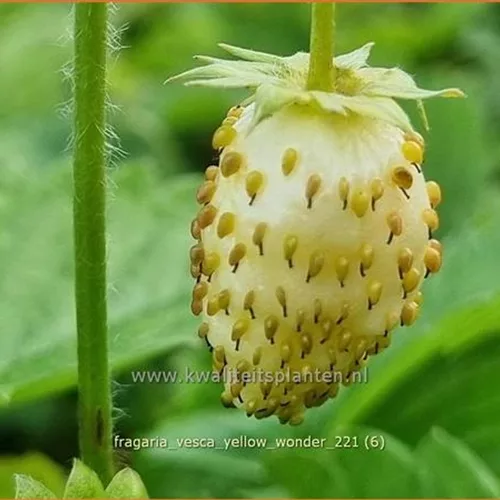 Fragaria vesca 'Yellow Wonder'
