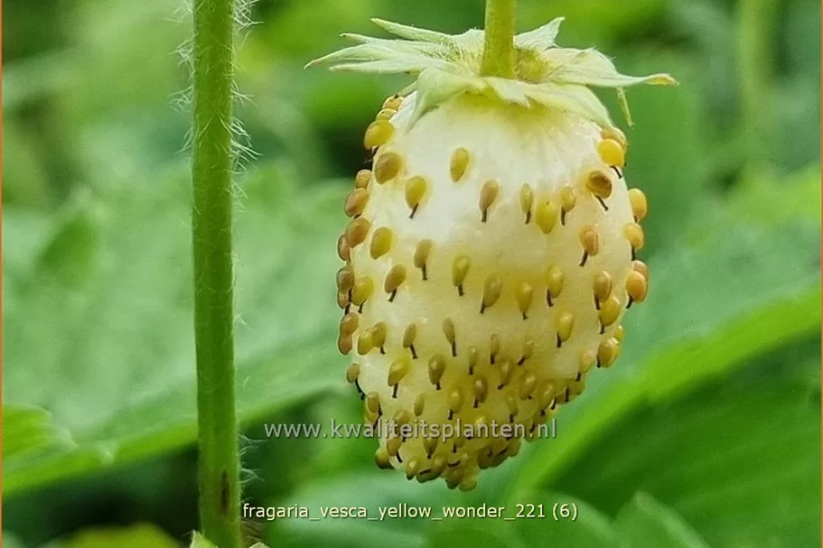 Fragaria vesca 'Yellow Wonder'