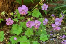 Geranium x cantabrigiense 'Karmina'