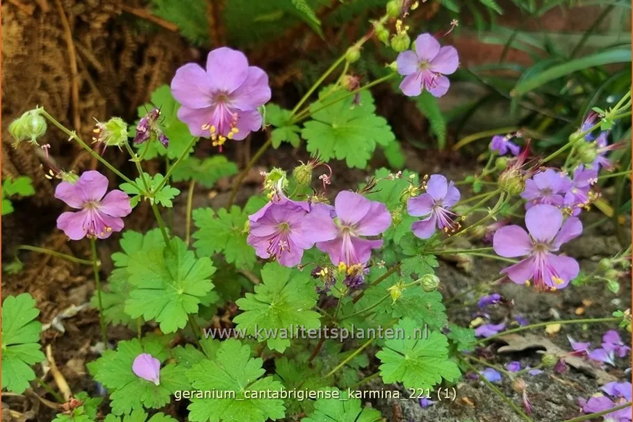 Geranium x cantabrigiense 'Karmina'