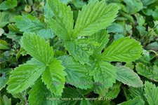 Fragaria vesca 'Yellow Wonder'