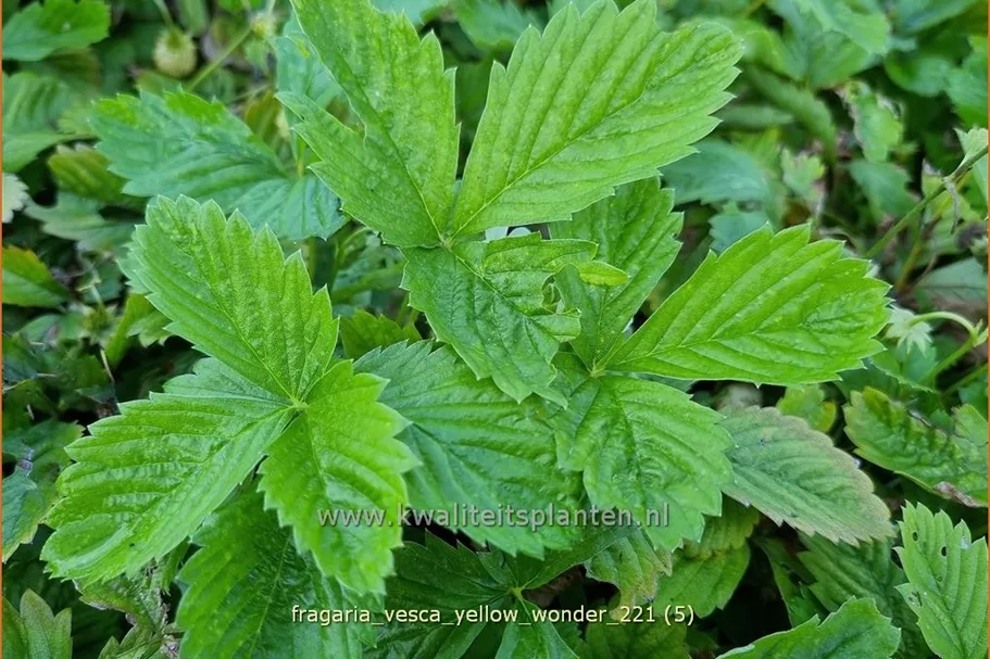 Fragaria vesca 'Yellow Wonder'