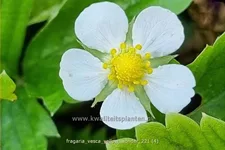 Fragaria vesca 'Yellow Wonder'
