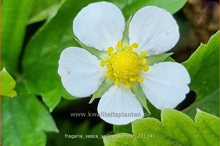 Fragaria vesca 'Yellow Wonder'
