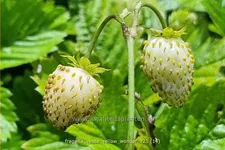 Fragaria vesca 'Yellow Wonder'