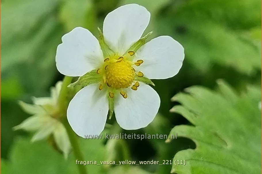 Fragaria vesca 'Yellow Wonder'