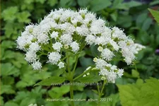 Eupatorium maculatum 'Album'