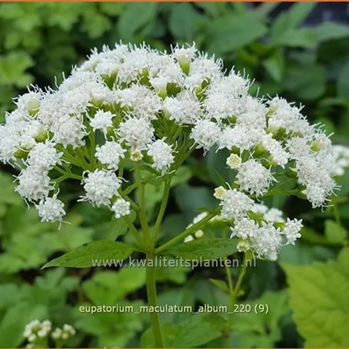 Eupatorium maculatum 'Album'