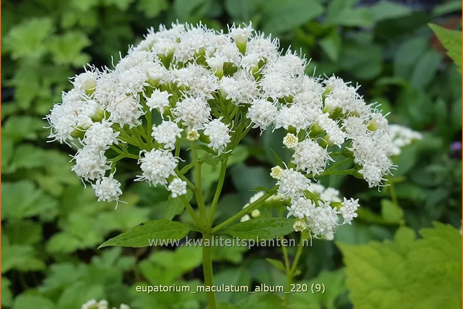 Eupatorium maculatum 'Album'