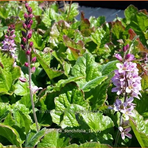 Francoa sonchifolia