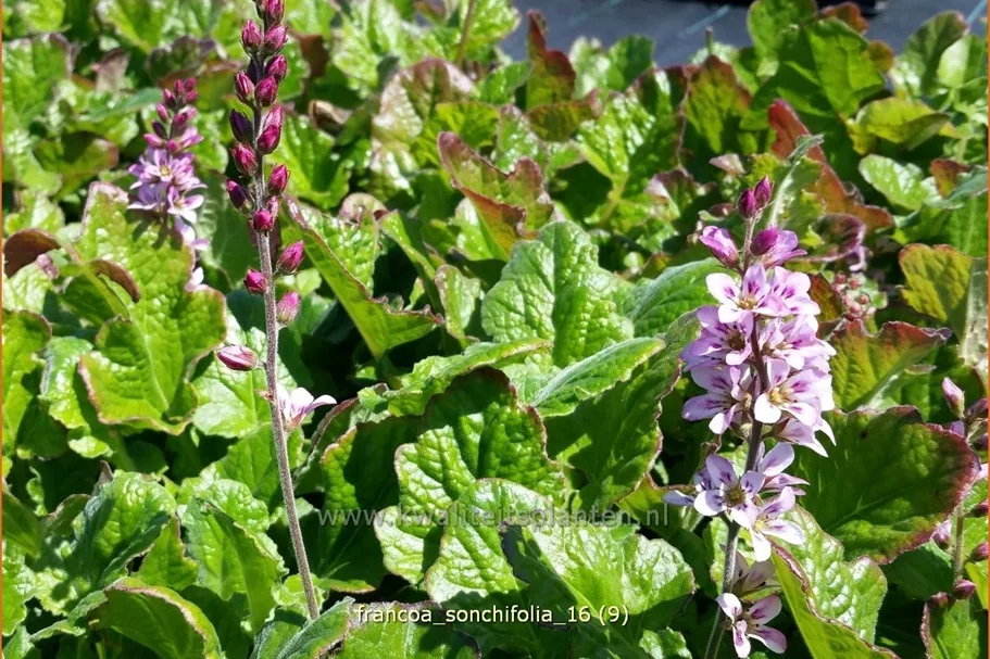 Francoa sonchifolia