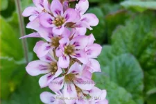Francoa sonchifolia