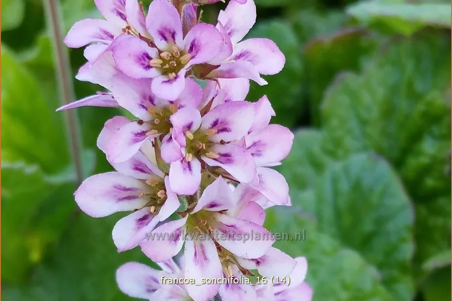 Francoa sonchifolia