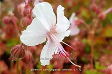 Geranium cantabrigiense 'Lohfelden'