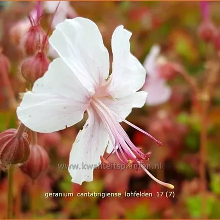 Geranium cantabrigiense 'Lohfelden'