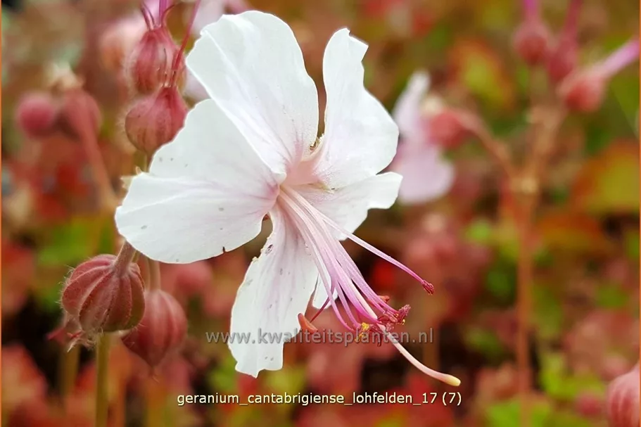 Geranium cantabrigiense 'Lohfelden'