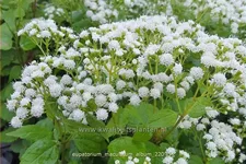Eupatorium maculatum 'Album'