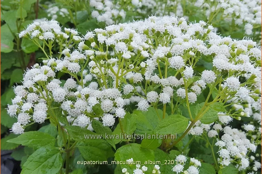 Eupatorium maculatum 'Album'