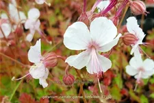 Geranium cantabrigiense 'Lohfelden'