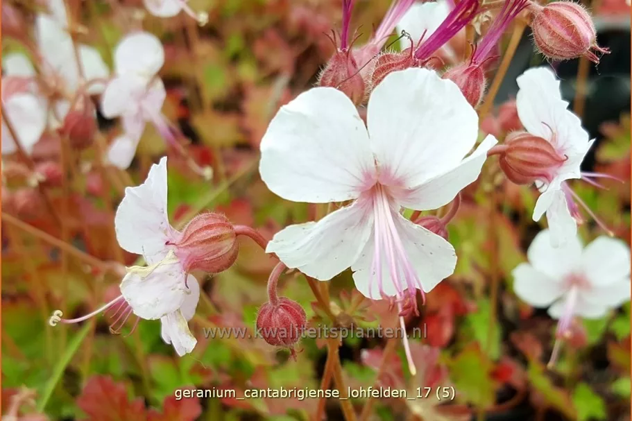 Geranium cantabrigiense 'Lohfelden'