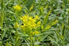 Euphorbia palustris 'Teichlaterne'