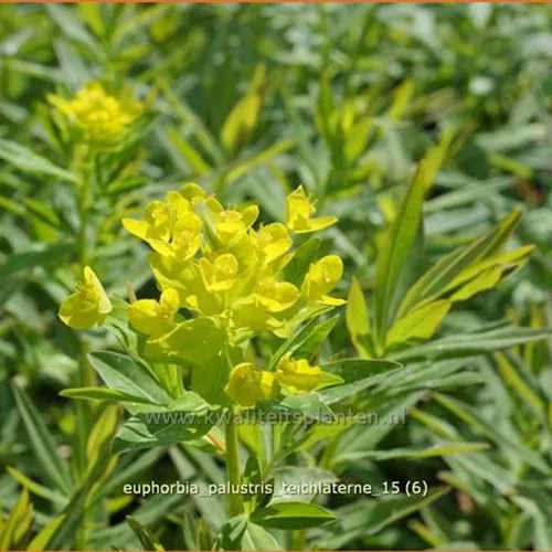Euphorbia palustris 'Teichlaterne'