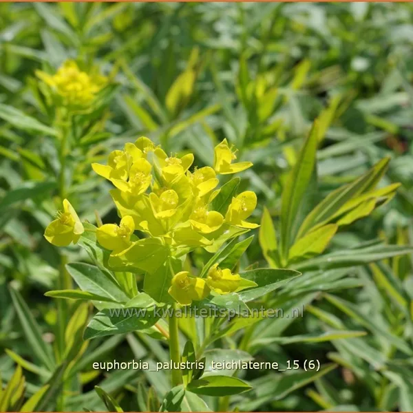 Euphorbia palustris 'Teichlaterne'
